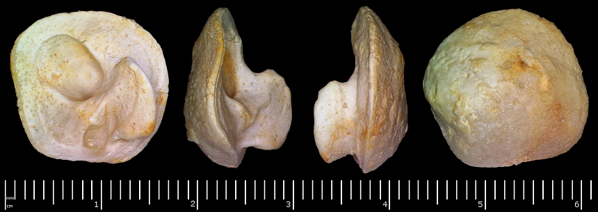 Hypelasma (Paquier,1897) sp.