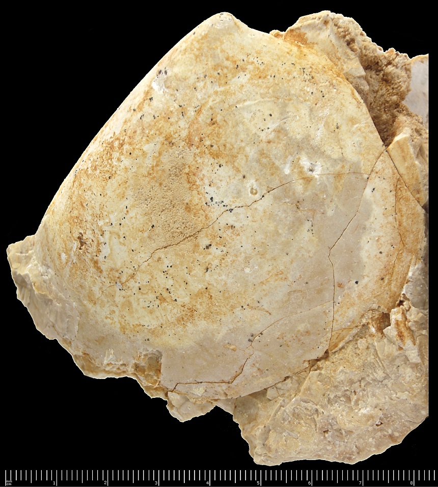 Plagiostoma cf. pratzi (Boehm,1881)