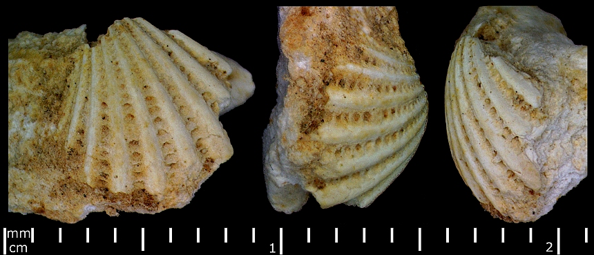 Spondylopecten (Röder,1882) sp.