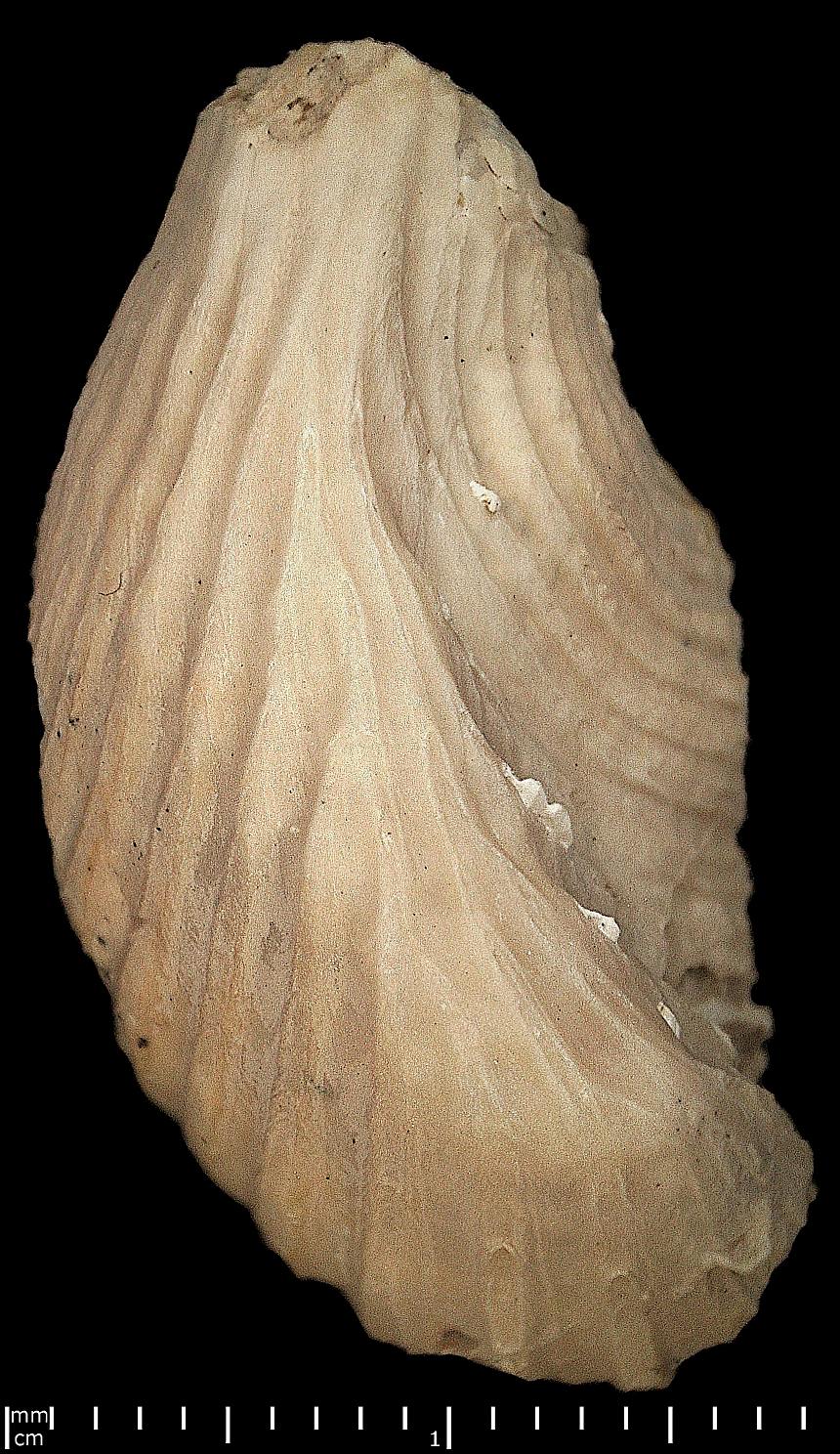 Trichites rugatus (Boehm)