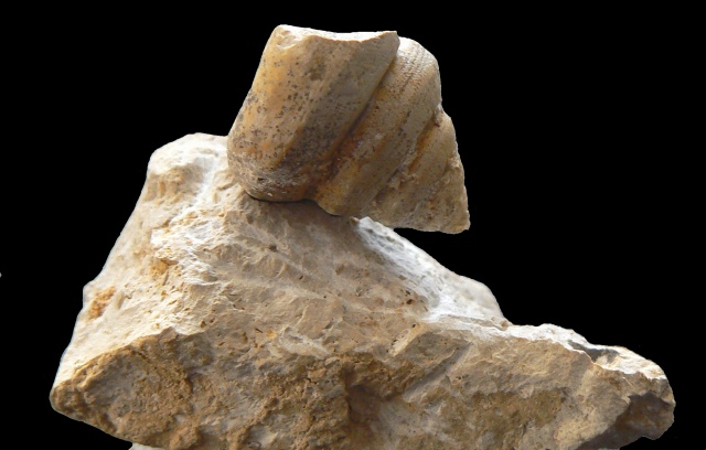 Pyrgotrochus sp.
