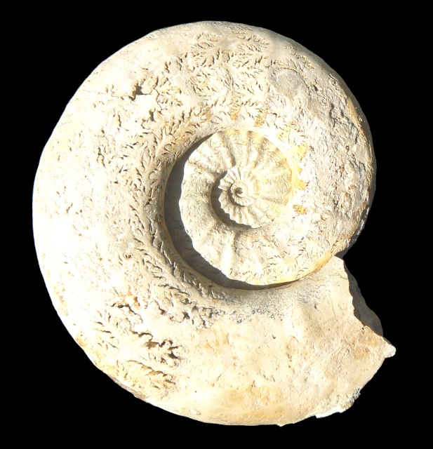 Clambites schwabi