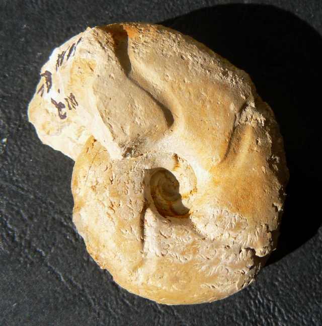 Sowerbyceras tortisulcatum
