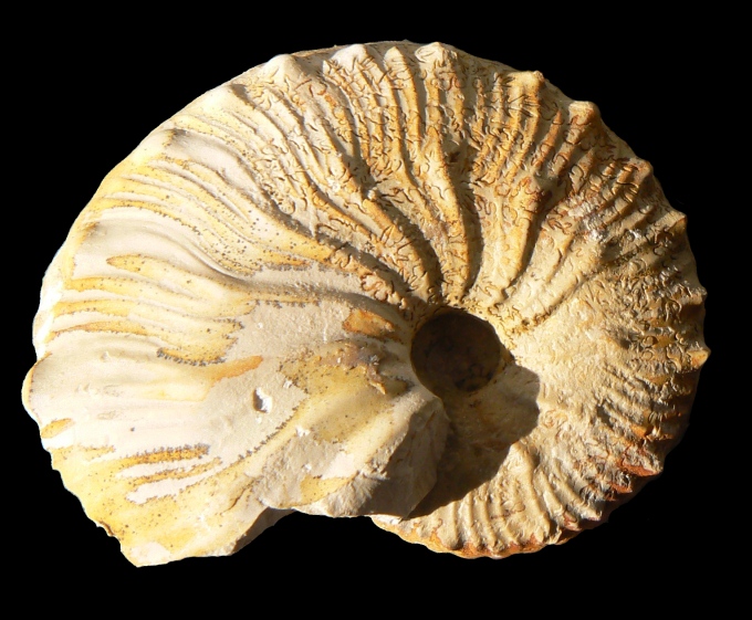 Taramelliceras costatum