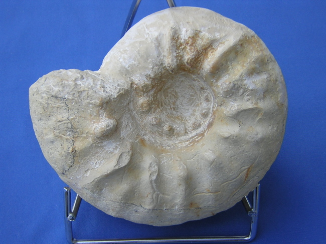 Simaspidoceras cf. bucki