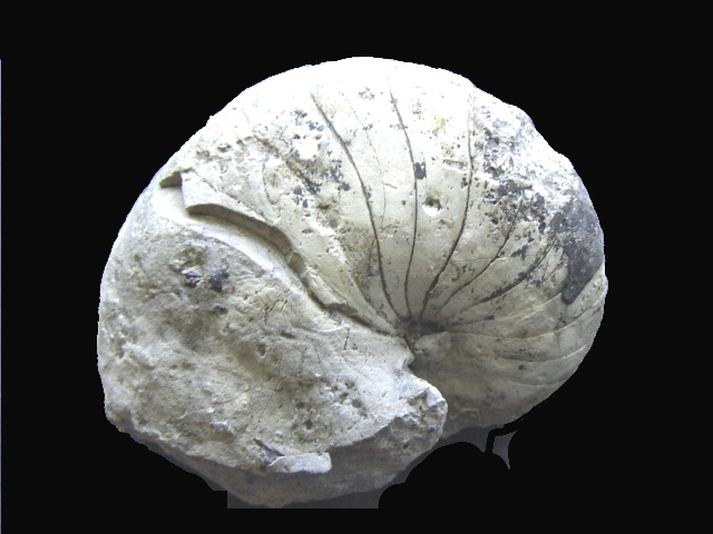 Eutrephoceras sp.