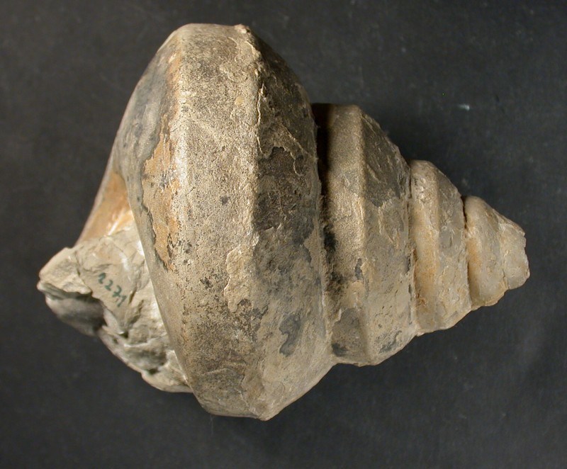 Bathrotomaria babeauana