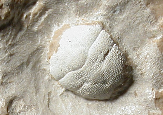 Goniodromites serratus