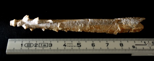 Rhabdocidaris-Stachel.jpg