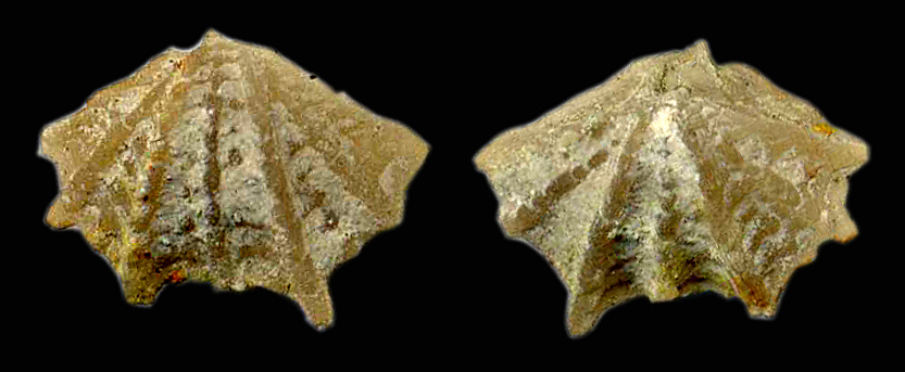 Dictyothyropsis pectunculus