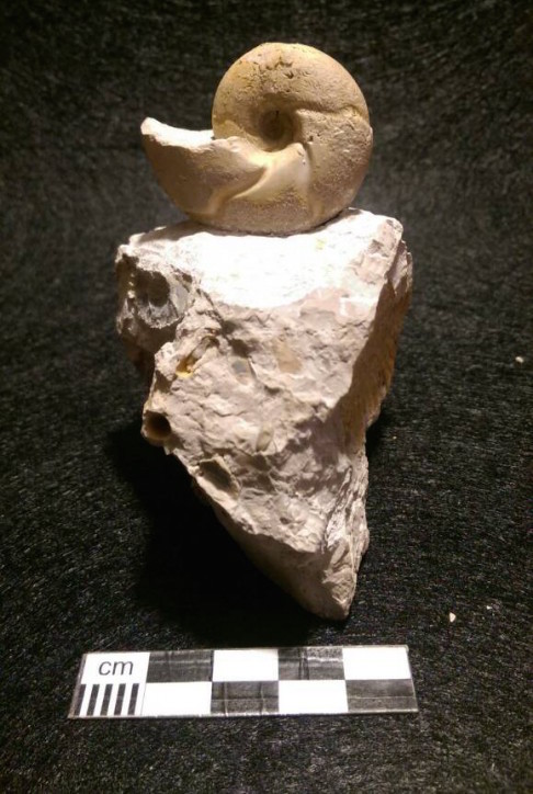 Sowerbycas tortisulcatum