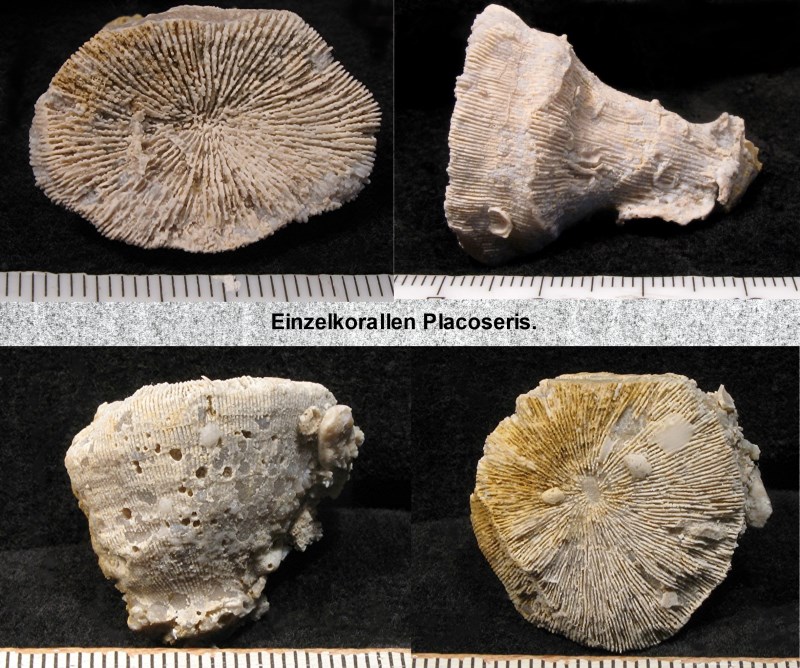 Einzel -oder Stockkorallen Placoseris