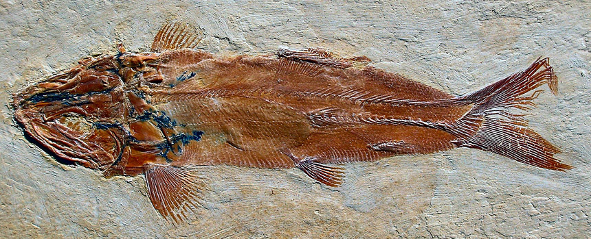 Caturus sp.