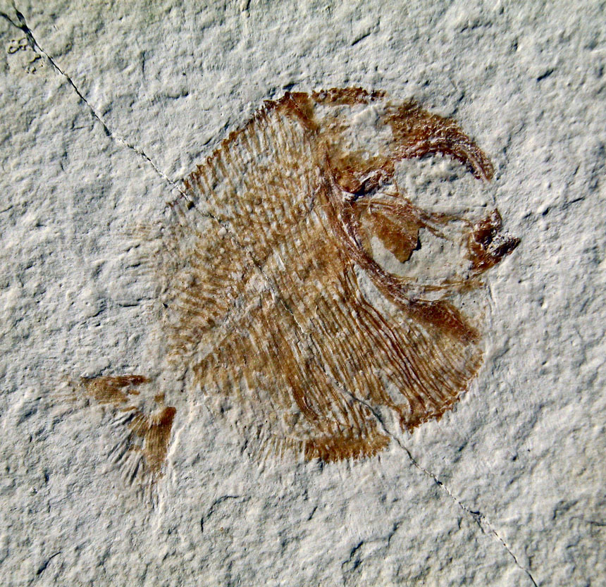 Gyrodus sp.