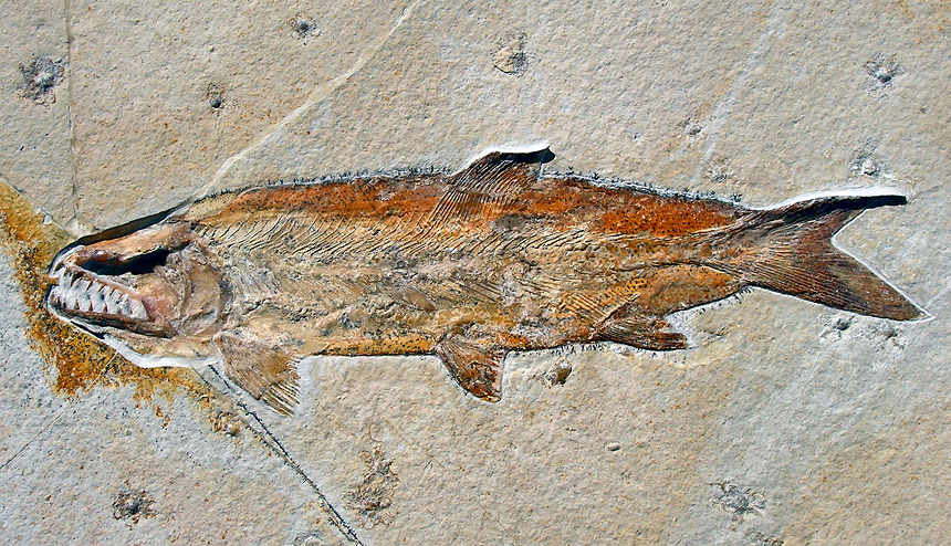 Amblysemius bellicianus