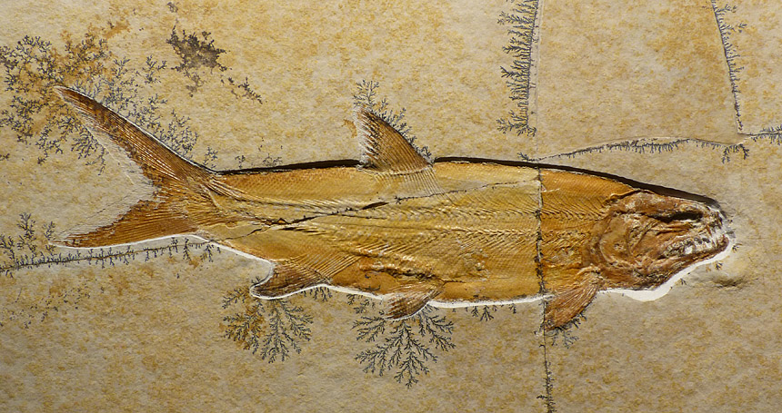 Amblysemius sp.