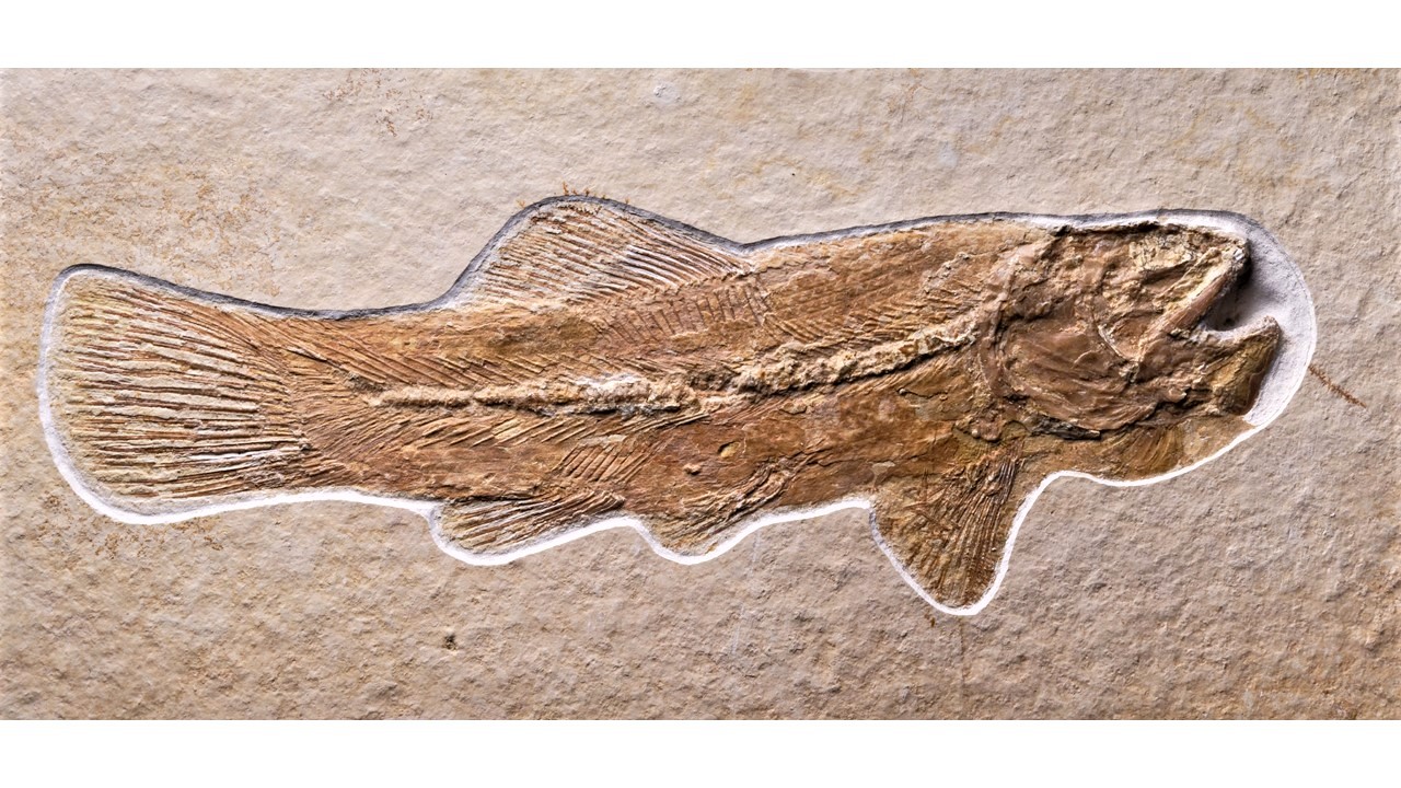 Amiopsis lepidota