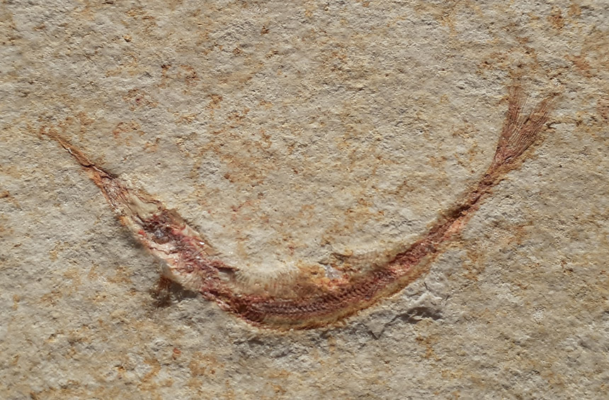 Aspidorhynchus acutirostris BLAINVILLE 1818