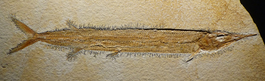 Aspidorhynchus sp.