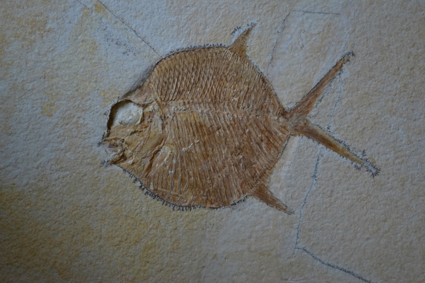 Gyrodus hexagonus Blainville, 1818
