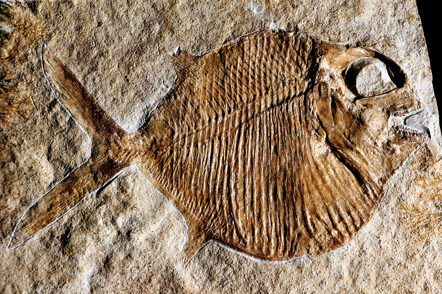 Gyrodus hexagonus BLAINVILLE 1834