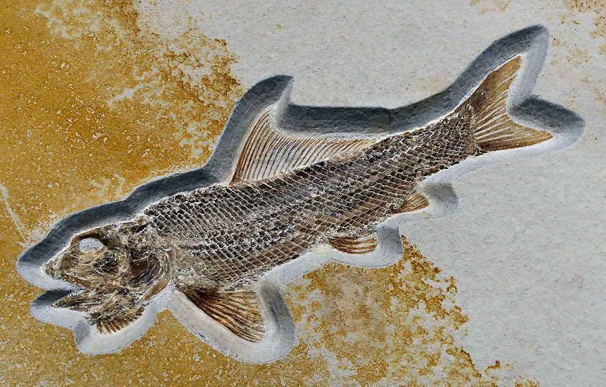Ophiopsis procera AGASSIZ 1843