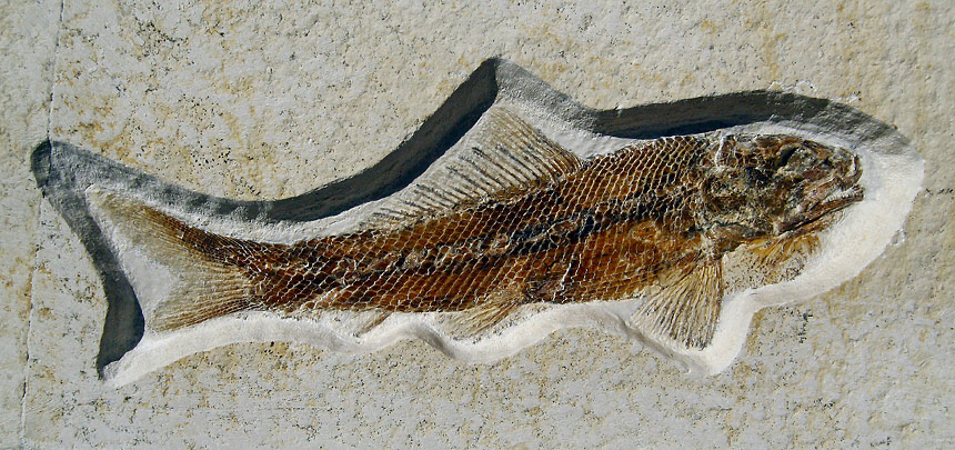 Ophiopsiella attenuata WAGNER 1863