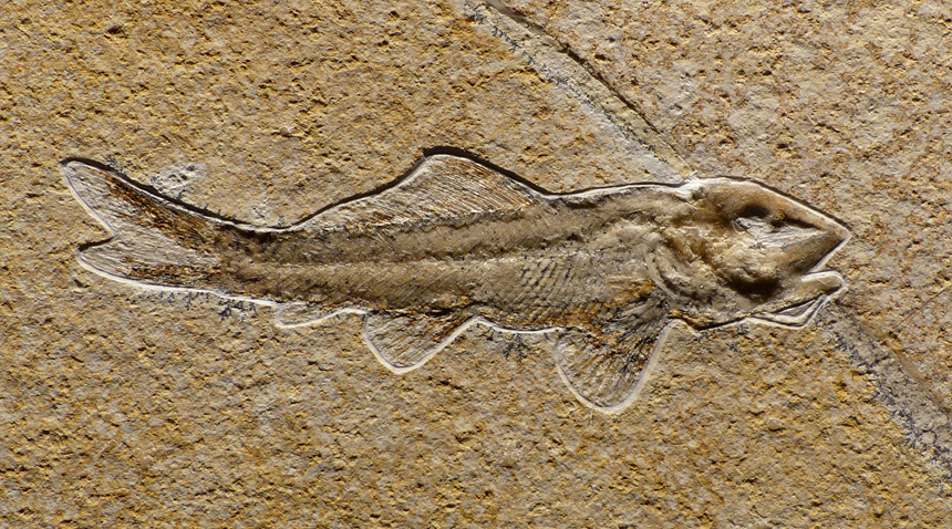Ophiopsiella attenuata
