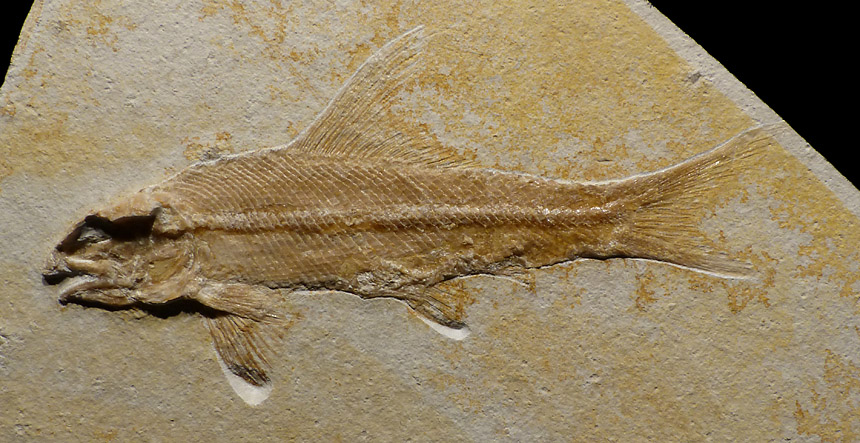 Ophiopsis procera