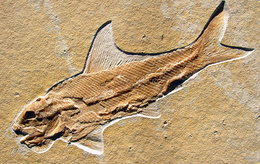 Ophiopsis procera AGASSIZ 1843