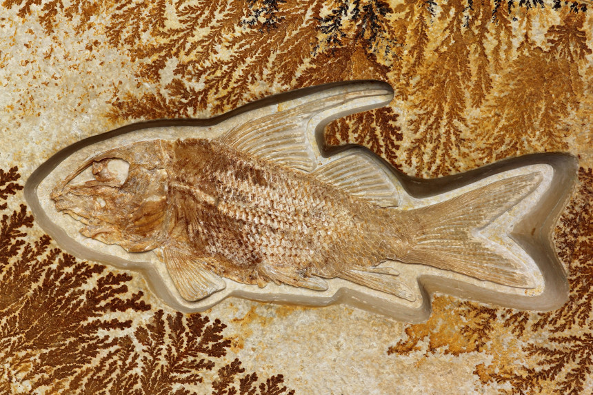 Propterus microstomus (AGASSIZ 1833)