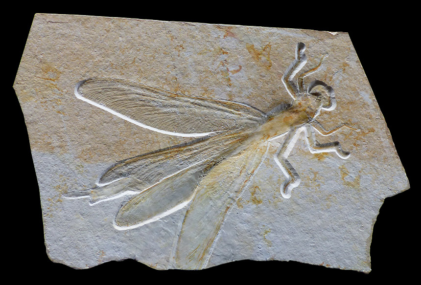 Steinkern.de Die Galerie Kategorie Libellen