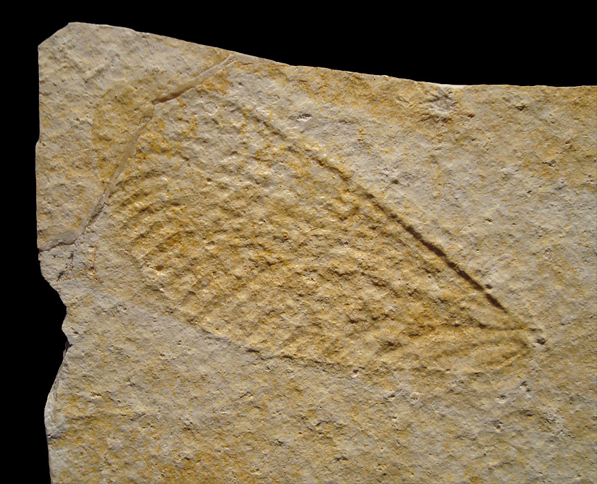 Archegetes cf. neuropterum