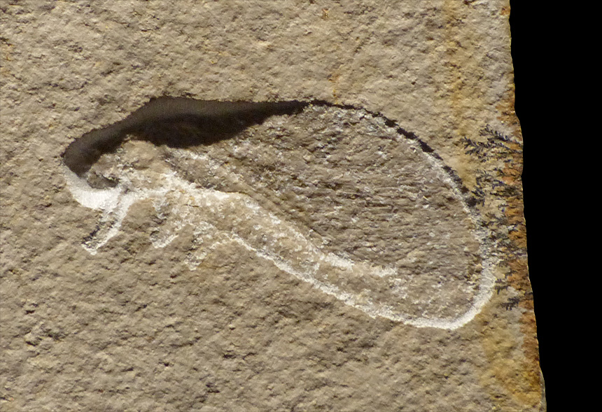 Creagroptera schwertschlageri HANDLIRSCH, 1906