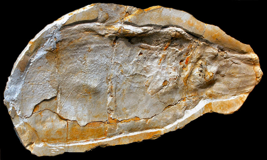 Steinkern.de Die Galerie Kategorie Kopffüßer