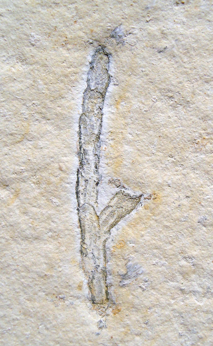 Brachyphyllum nepos