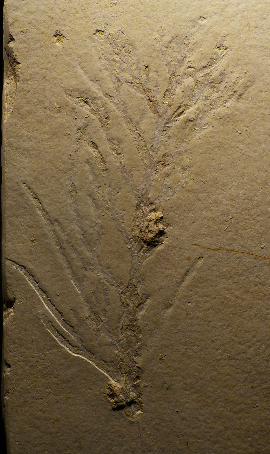 Steinkern.de Die Galerie Kategorie Pflanzen