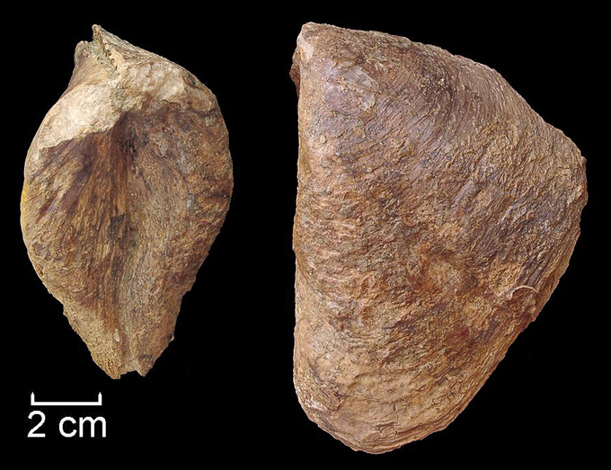 Isognomon lusitanicum SOLANDER 1786