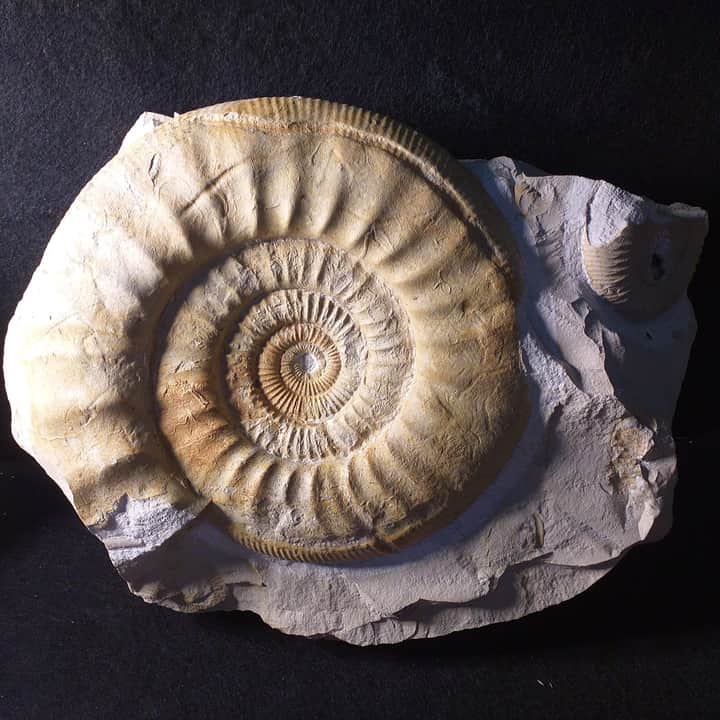 Lithacosphinctes evolutus