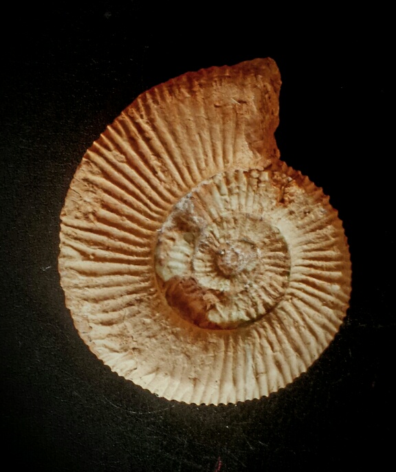 Aulacosphinctes sulcatus