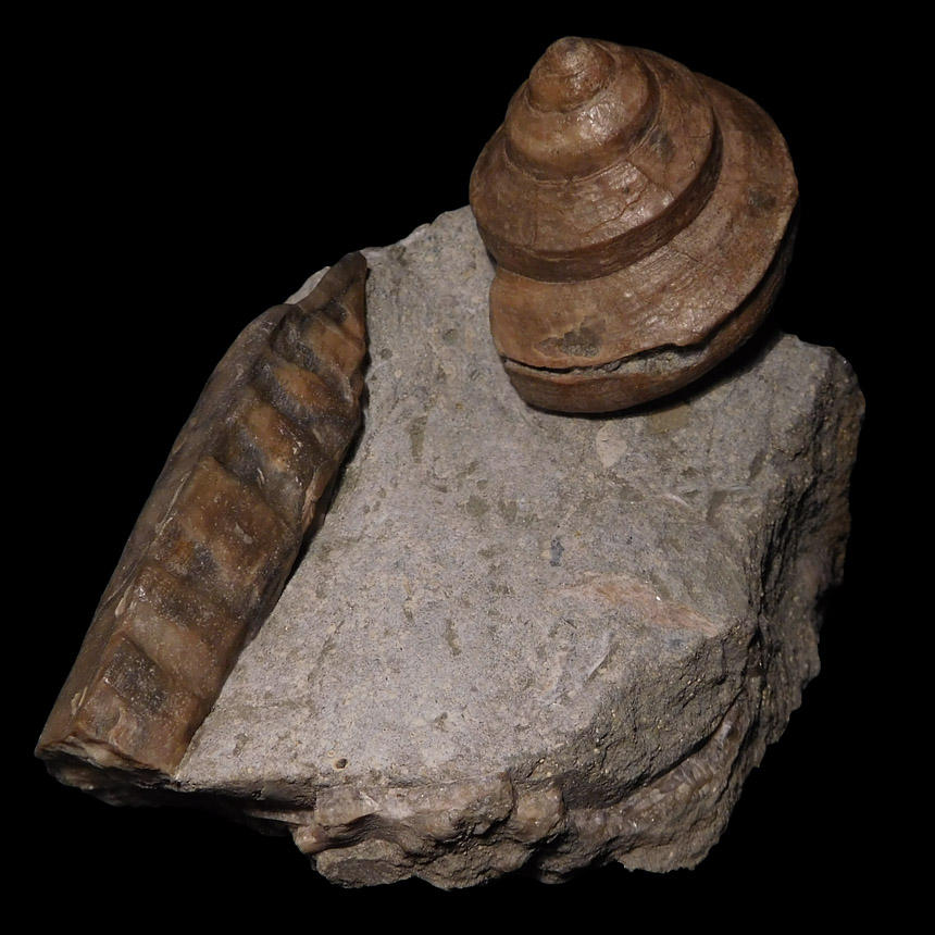 Bathrotomaria cf. reticulata