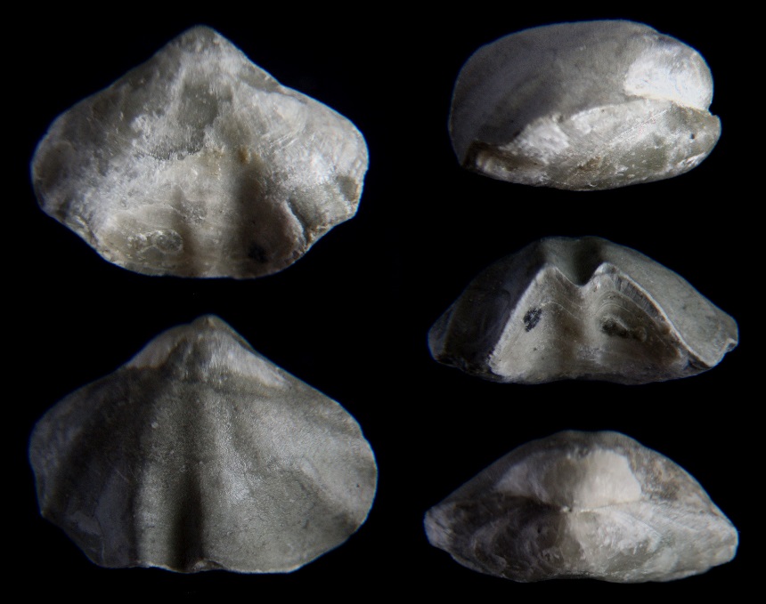 Brachiopode Lacunosella aff. sparsicosta (QUENSTEDT 1858)