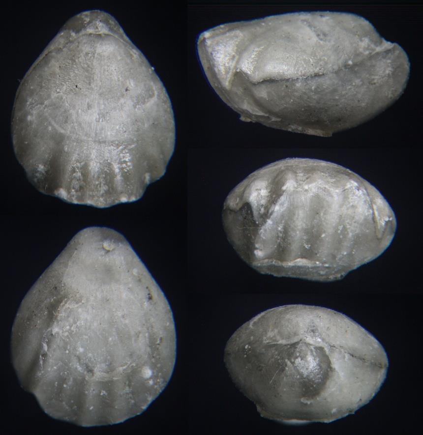 Brachiopode Monticlarella triloboides (QUENSTEDT 1852)