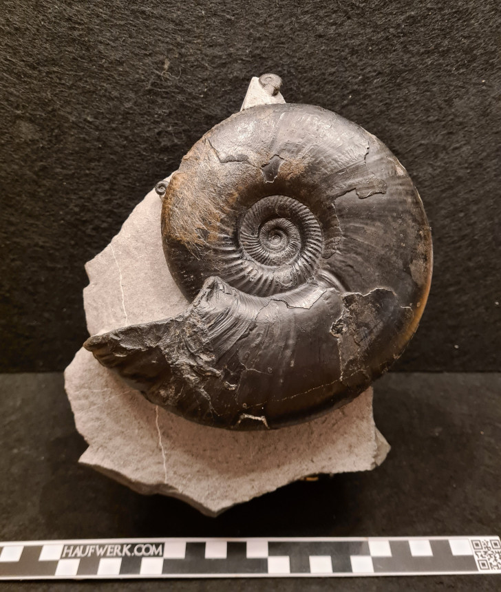 Steinkern.de - Die Fossilien-Community - Galerie - Kategorie: Sonstige ...