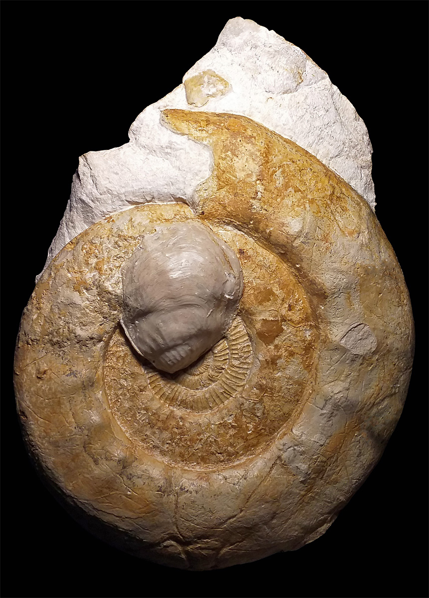 Lithacosphinctes evolutus mit xenomorpher Liostrea roemeri