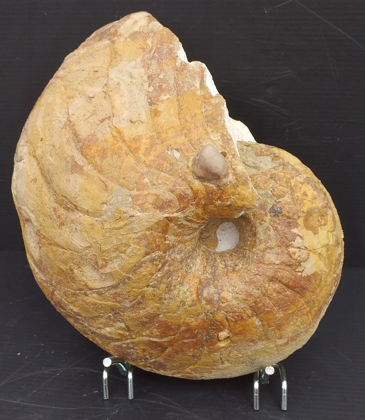 Paracenoceras cf. hexagonum