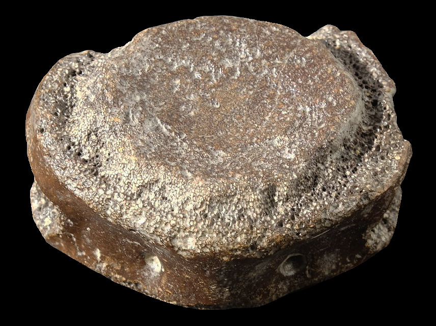 Plesiosaurierwirbel