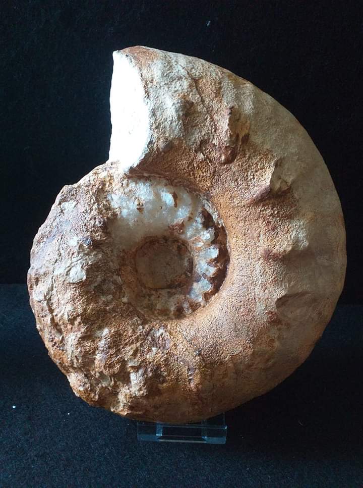 Pseudhimalayites uhlandi