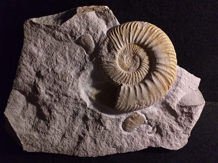 Subnebrodites planula