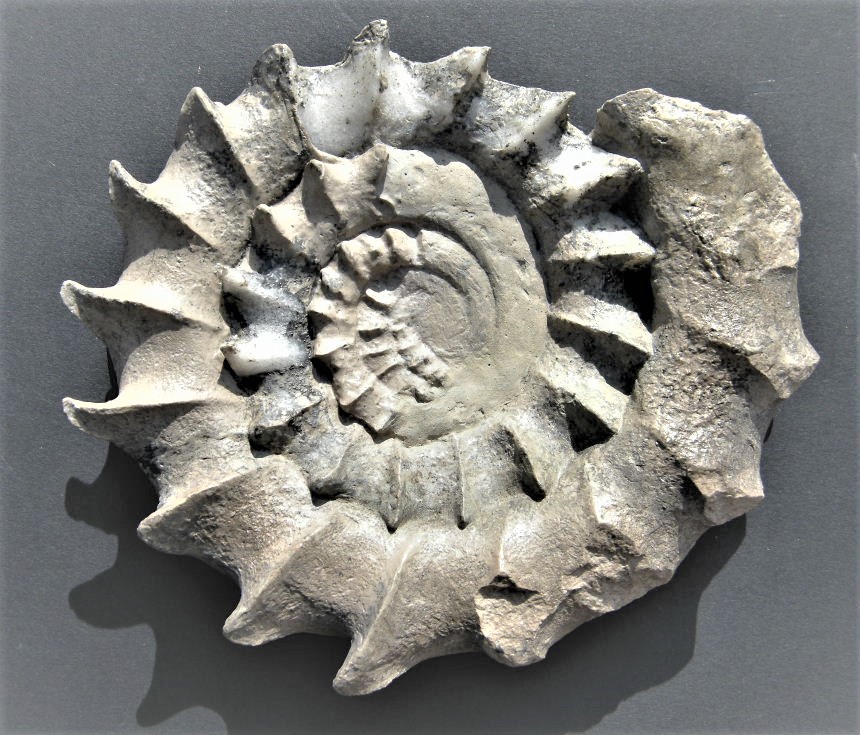 Ceratosphinctes cf. septenarius (Qu)